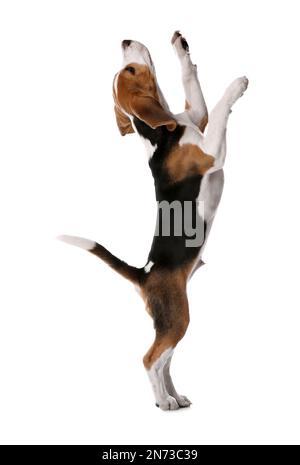 Mignon Beagle chiot sur fond blanc. Animal adorable Banque D'Images