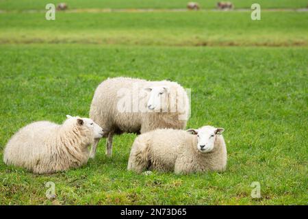 Gros plan d'un troupeau de trois moutons Texel allongé et debout dans un pré vert dans le coeur vert de la Randstad néerlandaise près d'Alphen aan den Rijn Banque D'Images