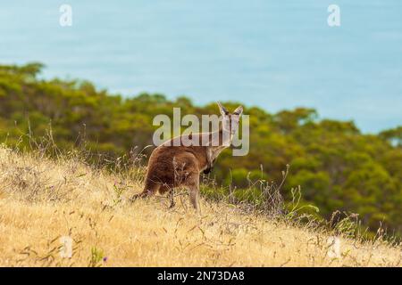 Portrait d'un kangourou attentif dans le parc de conservation Deep Creek sur la côte sud de l'Australie méridionale, qui se dresse sur une pente au milieu de l'herbe brune sèche Banque D'Images