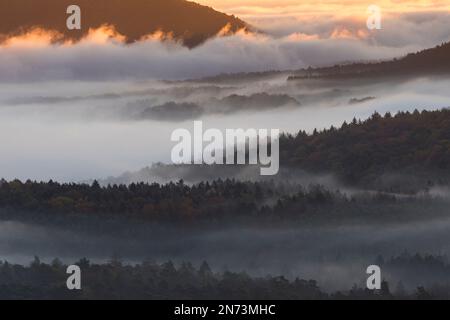 Le brouillard se trouve dans les vallées de la forêt du Palatinat, les broussaillons de brume brillent au soleil levant, Parc naturel de la forêt du Palatinat, Réserve de biosphère de la Forêt du Palatinat-Nord des Vosges, Allemagne, Rhénanie-Palatinat Banque D'Images