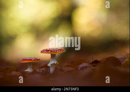 Deux champignons agariques (Amanita muscaria), France, région du Grand est, montagnes des Vosges, Parc naturel régional des ballons des Vosges Banque D'Images