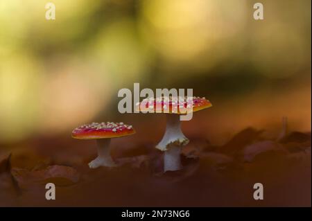 Deux champignons agariques (Amanita muscaria), France, région du Grand est, montagnes des Vosges, Parc naturel régional des ballons des Vosges Banque D'Images