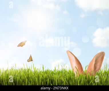 Mignon lapin de Pâques se cachant dans l'herbe verte à l'extérieur, espace pour le texte Banque D'Images