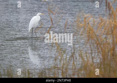 Grand Egret blanc, albus de Casmerodius, hiver Banque D'Images