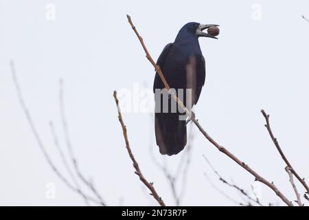 Crow, rook, Corvus frugilegus, noix Banque D'Images