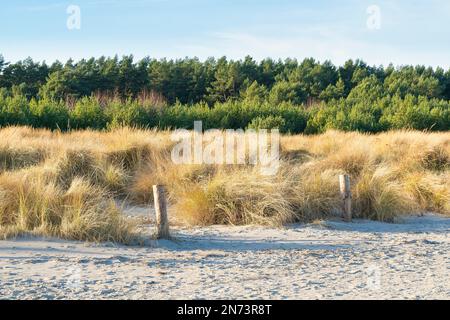 Côte de la mer Baltique près de Prerow, dune, derrière elle pinède Banque D'Images