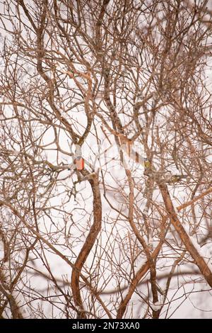 Bullfinch, (pyrrhula pyrrhula), oiseau, homme, hiver, Finlande Banque D'Images