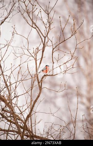 Bullfinch, (pyrrhula pyrrhula), oiseau, homme, hiver, Finlande Banque D'Images
