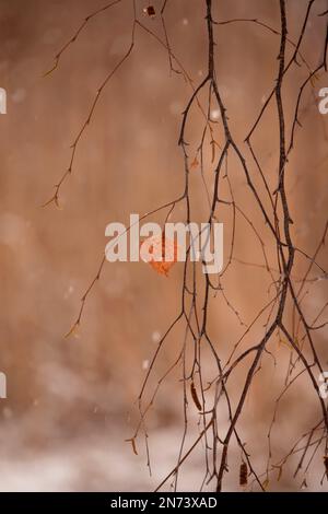 Seulement une feuille de bouleau orange accrochée sur des branches sans feuilles, en hiver Banque D'Images
