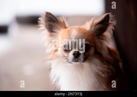 Chihuahua, à poil long, à l'extérieur, en hiver Banque D'Images