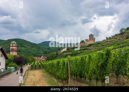 Kaysersberg, ancienne mairie, vignoble, Château de Kaysersberg en Alsace (Elssass), Haut-Rhin (Oberelsss), France Banque D'Images