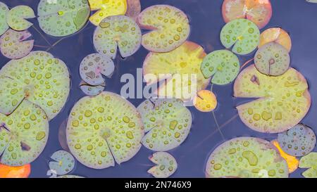 Lily pads dans un étang de jardin pendant une pluie printanière eau Lies vert, jaune , feuilles de coloration Lilly feuille flottante nature aquatique paysage arrière-plan Banque D'Images
