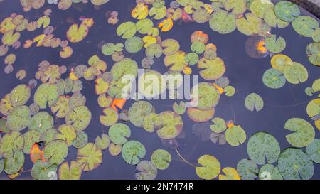 Lily pads dans un étang de jardin pendant une pluie printanière eau Lies vert, jaune , feuilles de coloration Lilly feuille flottante nature aquatique paysage arrière-plan Banque D'Images