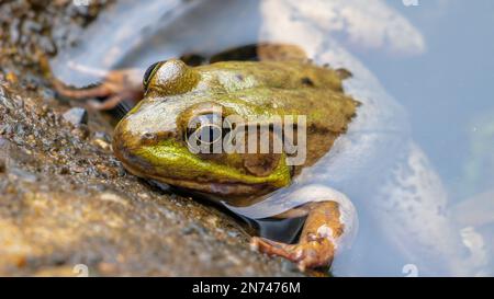 Amphibiens aquatiques Grenouille verte de l'Amérique du Sud grenouille de porc dans l'étang eau béton ciment coin marron lagune jambes yeux gros plan Macro photo orteils Banque D'Images