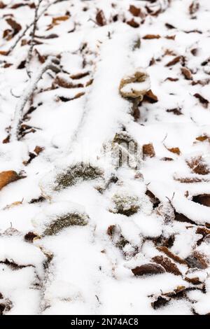 Plancher de forêt, champignons couverts de neige Banque D'Images