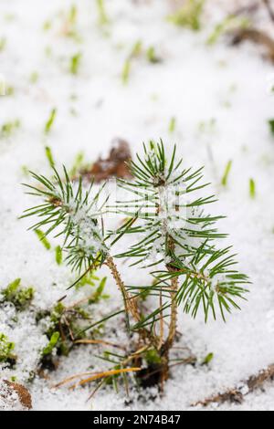 Pousse de pin en hiver, PIN écossais (Pinus sylvestris L.), jeune plante Banque D'Images