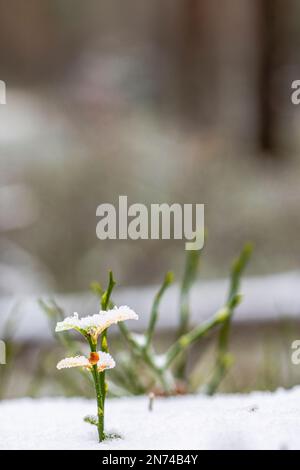 Jeune plante, branche neigeuse de myrtille (Vaccinium mytillus) Banque D'Images