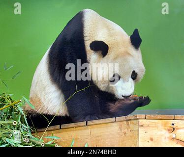 panda au zoo d'édimbourg en mangeant des baies de paw Banque D'Images