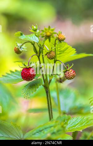 Fond naturel avec de grandes fraises sauvages mûres rouges Banque D'Images