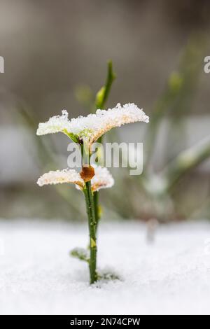 Jeune plante, branche neigeuse de myrtille (Vaccinium mytillus) Banque D'Images