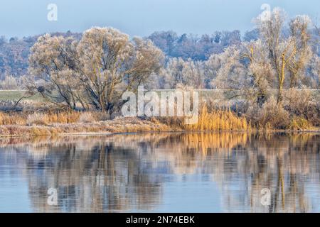 Réflexion sur l'eau de l'Elbe lors d'une matinée d'hiver ensoleillée avec du givre dans l'Elbtalaue près de Bleckede/Brackede en Basse-Saxe, Allemagne Banque D'Images