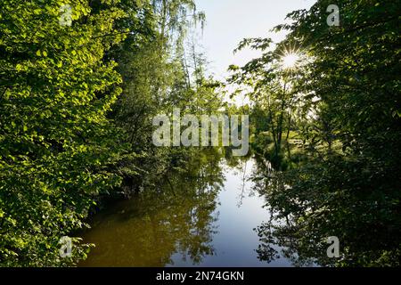 Allemagne, Bavière, haute-Bavière, Altötting district, Neuötting, Inn plaine inondable, vieille eau, arbres à feuilles caduques, printemps Banque D'Images