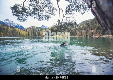 Natation professionnelle triathlète, entraînement dans un lac de montagne clair à Allgäu, Alatsee, Bavière, Allemagne Banque D'Images