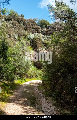 Randonnée pédestre du célèbre sentier de la nature Mergoli Vignanotica, péninsule de Gargano Banque D'Images