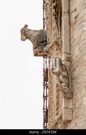 Détails de la façade de la cathédrale de Trani, Italie Banque D'Images