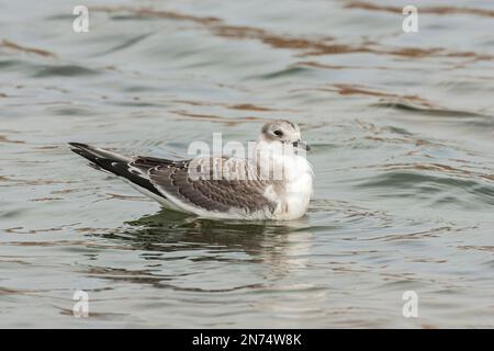 Guette de Sabine, Xema sabini, oiseau immature nageant en mer, CLEY, Norfolk, Royaume-Uni Banque D'Images