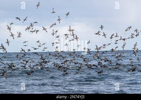 Sooty shearwater, Ardenne grisea, grand troupeau volant au-dessus de la mer, îles Falkland Banque D'Images