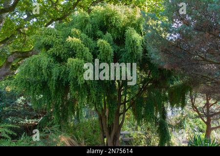 Podocarpus totara pendule, l'arbre totara persistant Banque D'Images