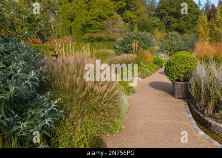 Un chemin à travers les frontières bien remplies de graminées et de débris de miscanthus menant à la forêt Banque D'Images