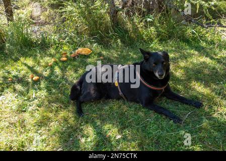 Un chien reposant paresseux dans l'herbe, sous quelques arbres, champignons poussant sur le côté Banque D'Images