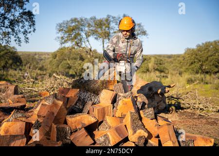 homme coupant du bois de chauffage de chêne avec sa tronçonneuse et sa combinaison de protection, son casque orange et ses gants Banque D'Images