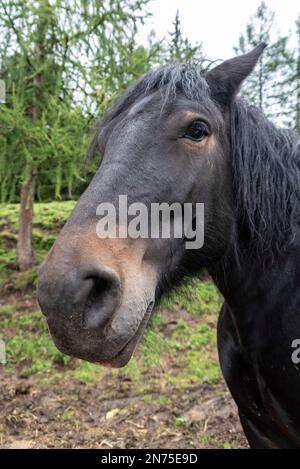 Portrait d'un beau cheval à sang froid, Tirol du Sud Banque D'Images