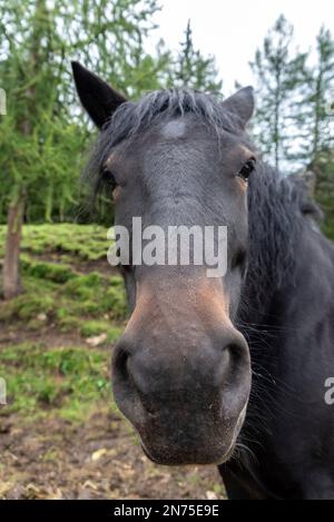 Portrait d'un beau cheval à sang froid, Tirol du Sud Banque D'Images
