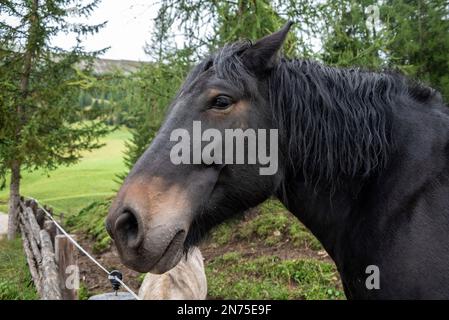 Portrait d'un beau cheval à sang froid, Tirol du Sud Banque D'Images