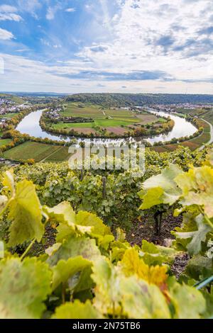 Vue de la Käsberg à la boucle Neckar près de Mundelsheim à la Württemberger Weinstraße, Bade-Wurtemberg, Allemagne Banque D'Images