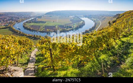 Vue de la Käsberg à la boucle Neckar près de Mundelsheim à la Württemberger Weinstraße, Bade-Wurtemberg, Allemagne Banque D'Images