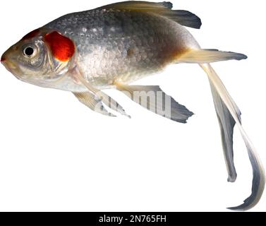 Poisson d'animal de compagnie fatigué de plus de travail et prêt pour des vacances Banque D'Images