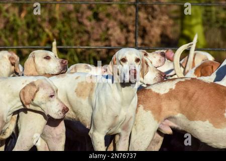 Les renards attendent le début de leur rencontre une fois que tous les cavaliers sont arrivés et sont prêts à partir Banque D'Images