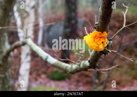 Le champignon forestier sauvage Tremella mesenterica est une espèce de champignon non comestible de la famille des Tremellaceae dont l'odeur est délicatement fruitée. Banque D'Images