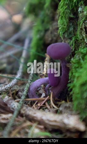 Champignons sauvages. Banque D'Images