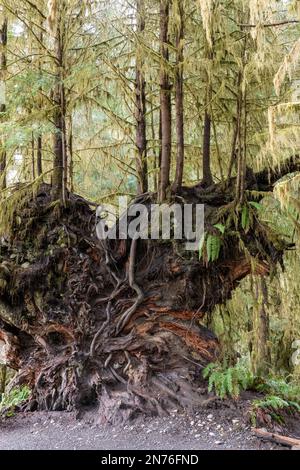 Forêt tropicale HOH, Parc national olympique, Washington, États-Unis. Dessous d'un arbre tombé, montrant les racines, qui agit maintenant un arbre de pépinière pour d'autres arbres Banque D'Images
