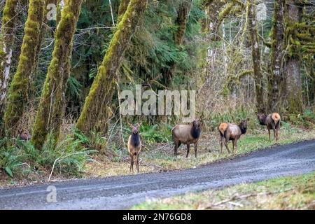 Quinault, Washington, États-Unis. Troupeau de Roosevelt Elk traversant avec prudence une route de terre Banque D'Images