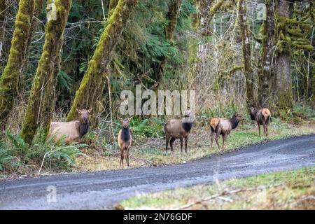 Quinault, Washington, États-Unis. Troupeau de Roosevelt Elk traversant avec prudence une route de terre Banque D'Images