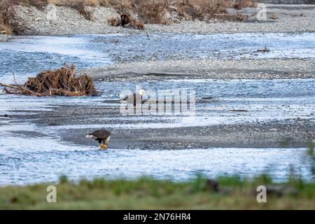 Quinault, Washington, États-Unis. Pêche à l'aigle à tête blanche pour adultes dans la rivière Quinault. Banque D'Images