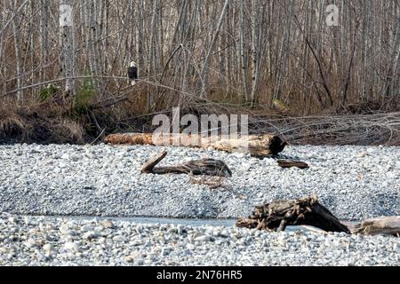 Quinault, Washington, États-Unis. Surveillance de l'aigle à tête blanche pour adultes sur un arbre surplombant la rivière Quinault. Banque D'Images