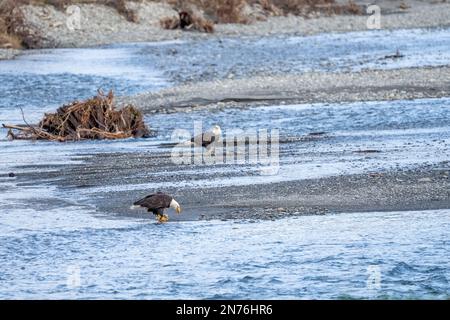 Quinault, Washington, États-Unis. Pêche à l'aigle à tête blanche pour adultes dans la rivière Quinault. Banque D'Images